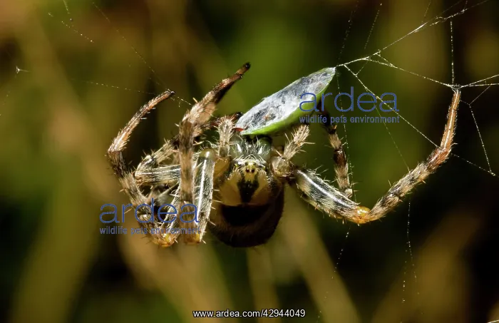 : Garden Spider - And Prey : Garden Spider - And Prey
