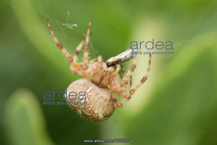  : Garden Spider with prey