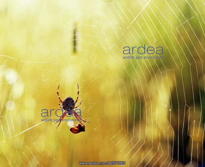 : Garden Spider - With prey in web : Garden Spider - With prey in web