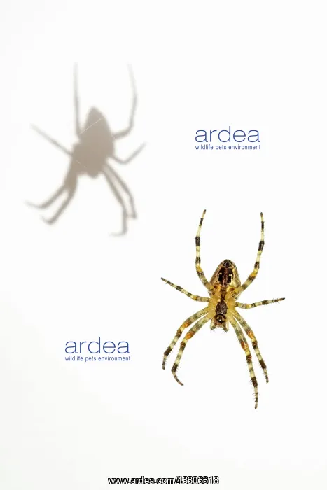 : Garden Spider - with shadow on wall : Garden Spider - with shadow on wall