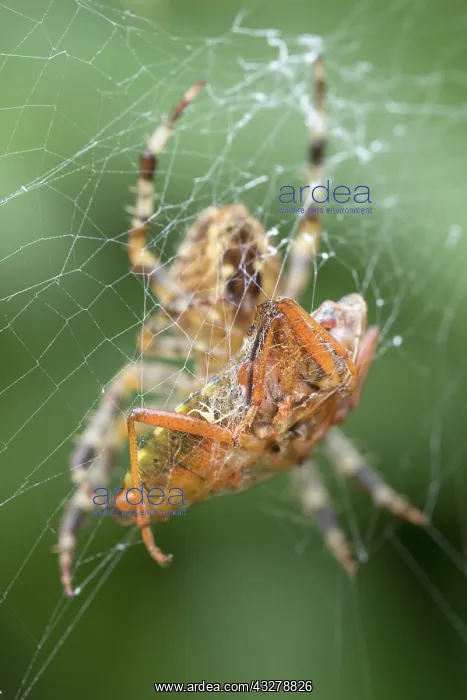 : Garden Spider with shield bug prey : Garden Spider with shield bug prey