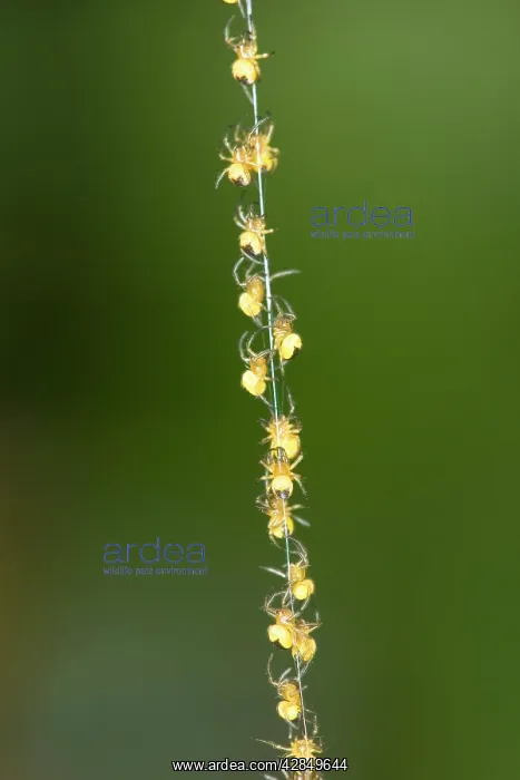 : Garden Spider - Spiderlings - Climbing up silk strand : Garden Spider - Spiderlings - Climbing up silk strand