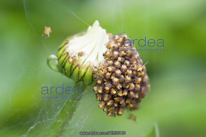 : Garden Spider - spiderlings newly hatched on Shasta : Garden Spider - spiderlings newly hatched on Shasta