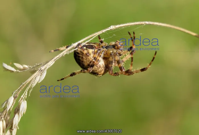 : Garden Spider starting to make a web on some grass : Garden Spider starting to make a web on some grass