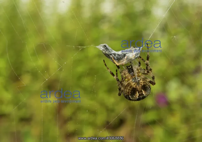 : The garden spider tiara up its prey before it and : The garden spider tiara up its prey before it and