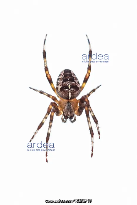 : Garden Spider - on web : Garden Spider - on web