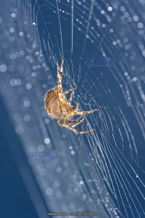  : Garden Spider in web