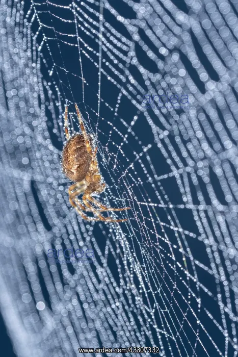  : Garden Spider in web