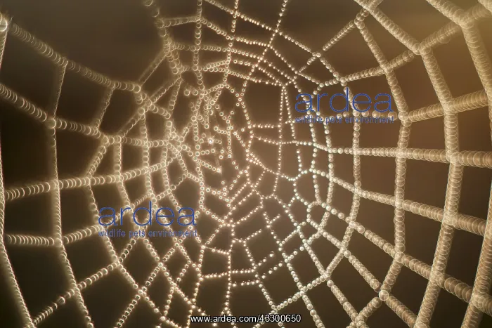 : Garden spider web with dew drops : Garden spider web with dew drops