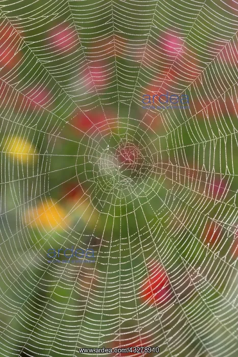: Garden Spider Web in flower border - Norfolk UK : Garden Spider Web in flower border - Norfolk UK