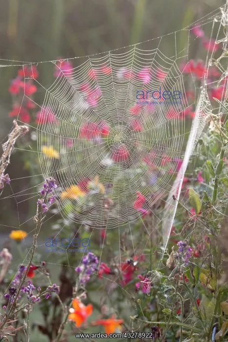: Garden Spider Web in flower border - Norfolk UK : Garden Spider Web in flower border - Norfolk UK