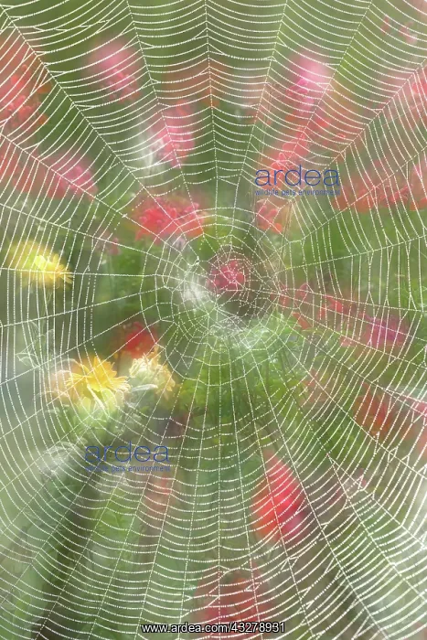 : Garden Spider Web in flower border - Norfolk UK : Garden Spider Web in flower border - Norfolk UK