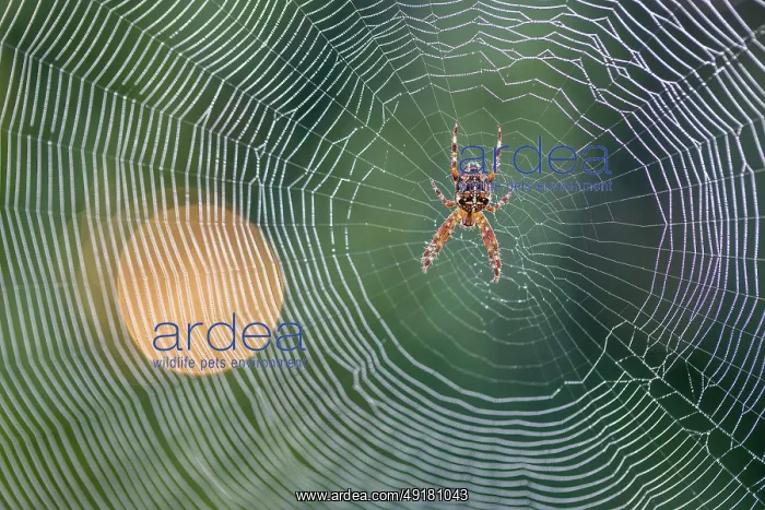  : Garden Spider - on Web - UK