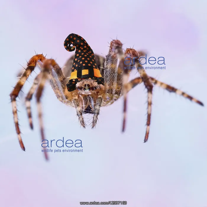 : Garden Spider, on web wearing Witches halloween hat : Garden Spider, on web wearing Witches halloween hat