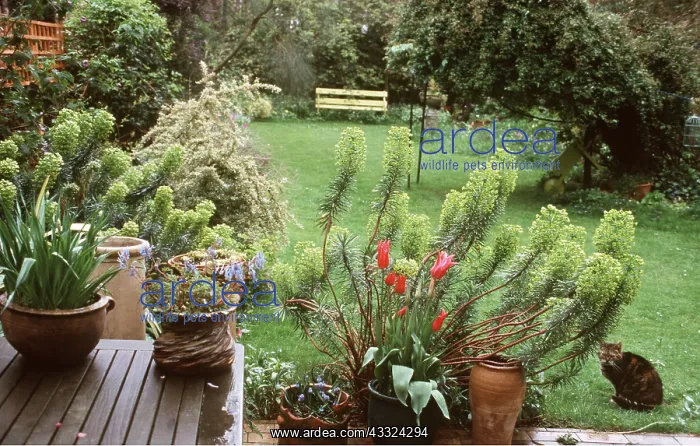 : GARDEN - spring bulbs in pots : GARDEN - spring bulbs in pots