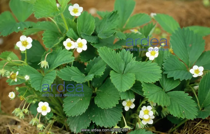 : Garden STRAWBERRY - Flowering plants : Garden STRAWBERRY - Flowering plants