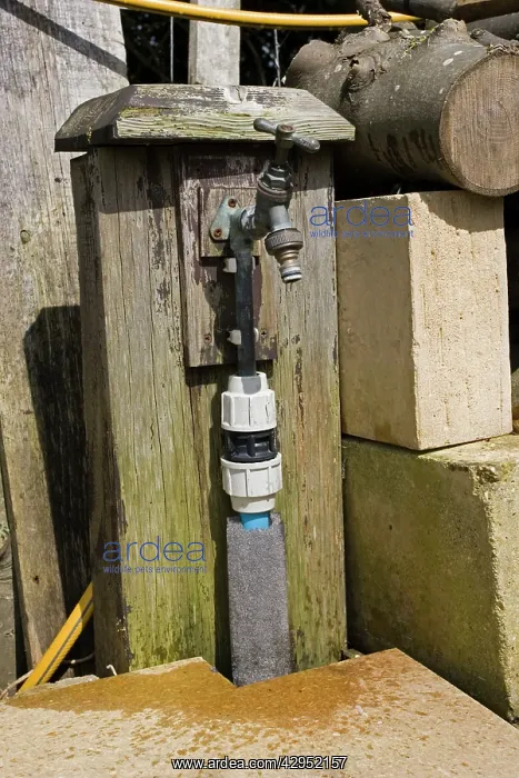 : Garden Tap - Water dripping from outside brass tap : Garden Tap - Water dripping from outside brass tap