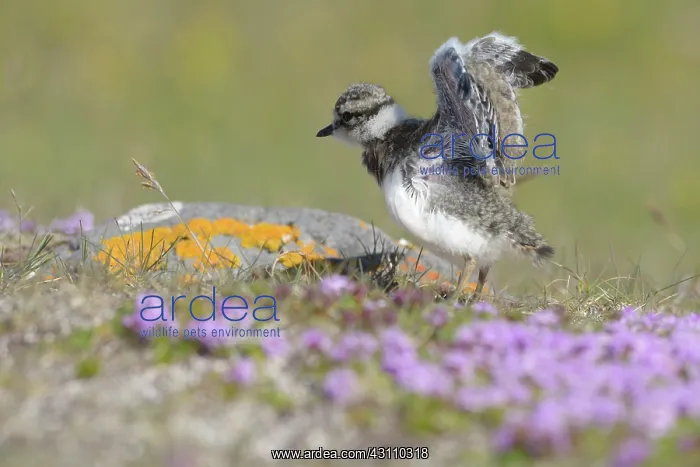 : Garden Thyme : Garden Thyme