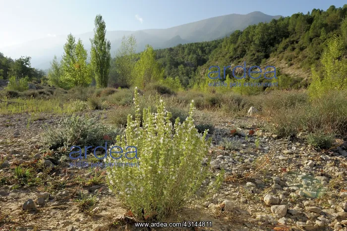 : Garden Thyme : Garden Thyme