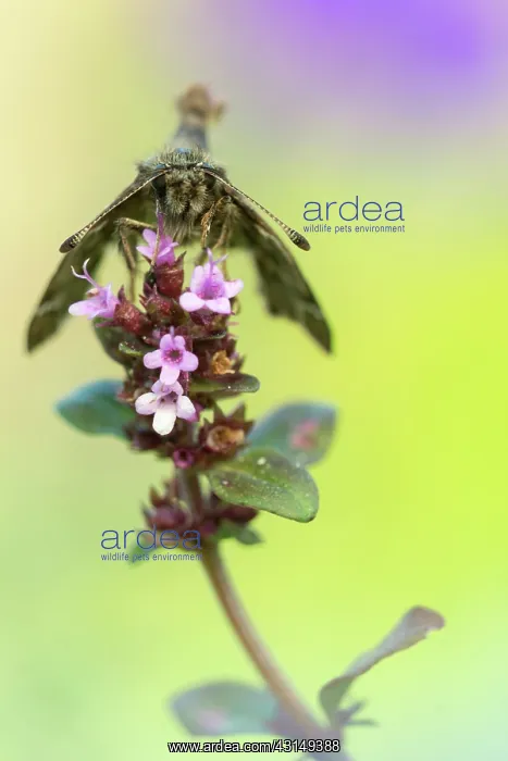 : Garden Thyme : Garden Thyme