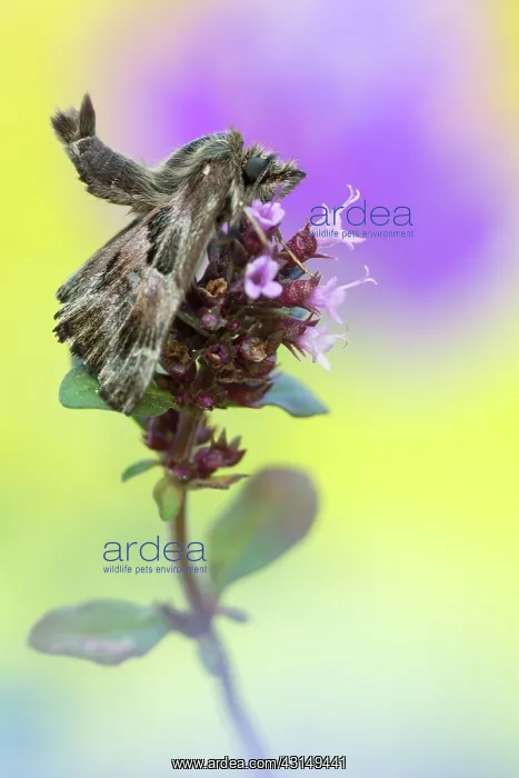 : Garden Thyme : Garden Thyme