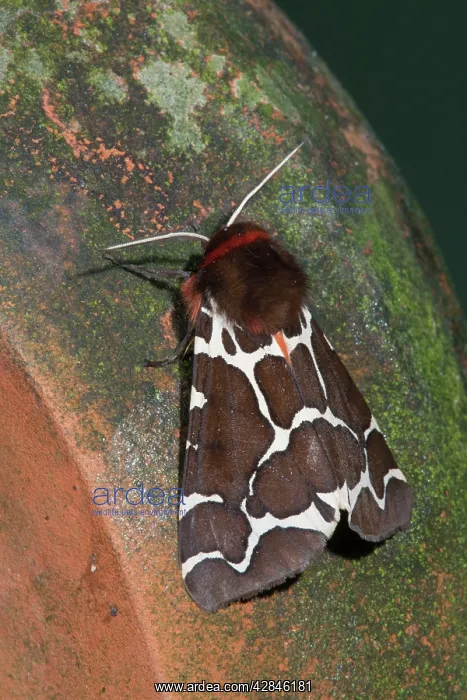 : Garden Tiger Moth : Garden Tiger Moth