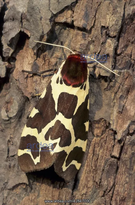 : Garden Tiger Moth : Garden Tiger Moth