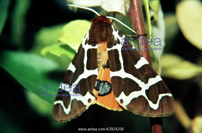 : Garden Tiger MOTH : Garden Tiger MOTH