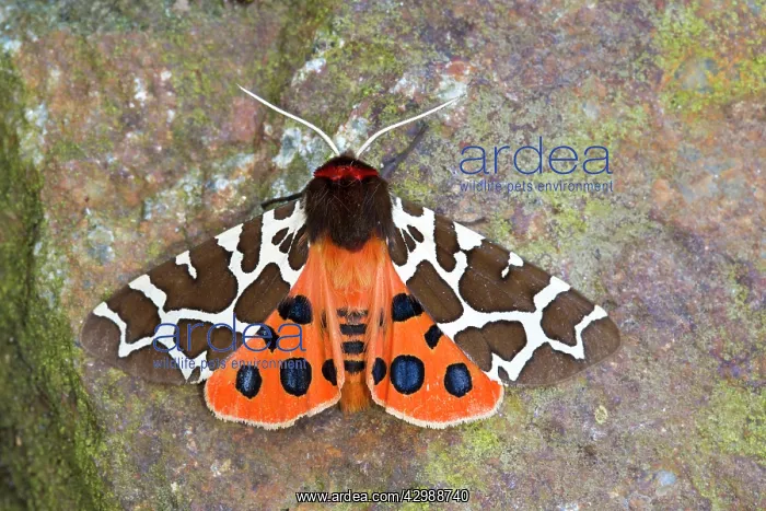 : Garden Tiger Moth : Garden Tiger Moth