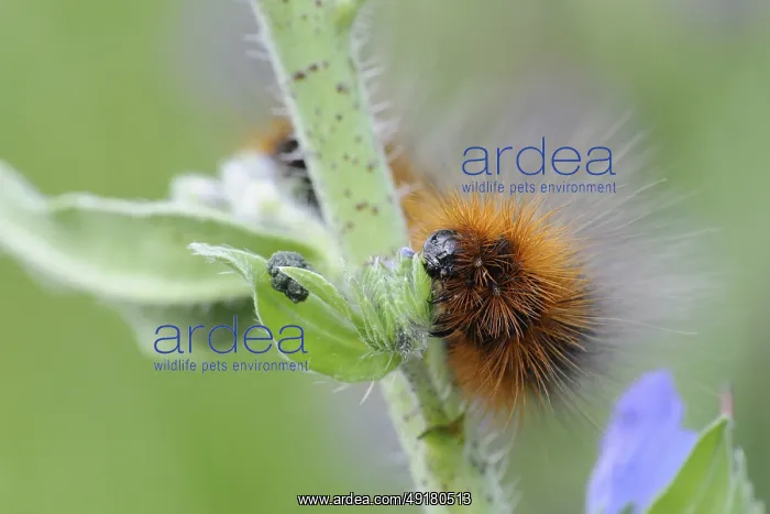 : Garden tiger moth (Arctia caja) : Garden tiger moth (Arctia caja)