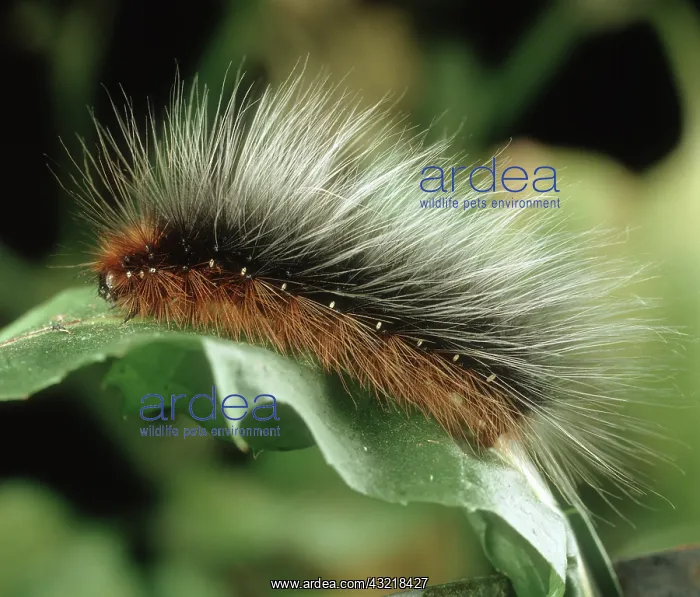  : Garden tiger moth caterpillar