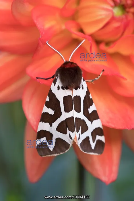 : Garden Tiger Moth on Dahlia flower : Garden Tiger Moth on Dahlia flower