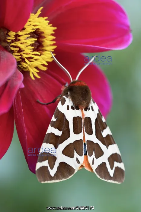 : Garden Tiger Moth on Dahlia flower : Garden Tiger Moth on Dahlia flower