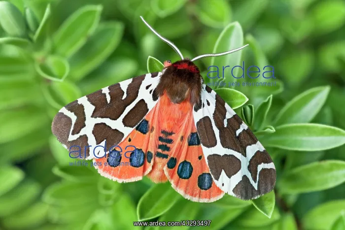  : Garden Tiger Moth - on Hebe leaves