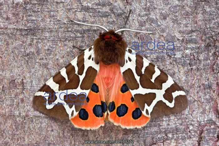 : Garden Tiger Moth at rest : Garden Tiger Moth at rest