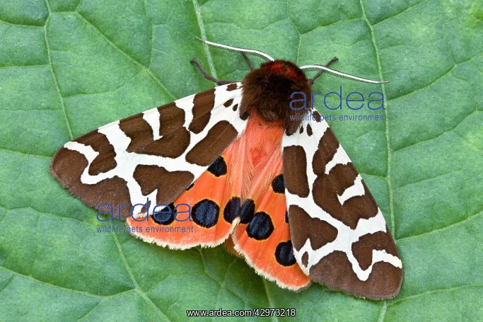 : Garden Tiger Moth at rest : Garden Tiger Moth at rest