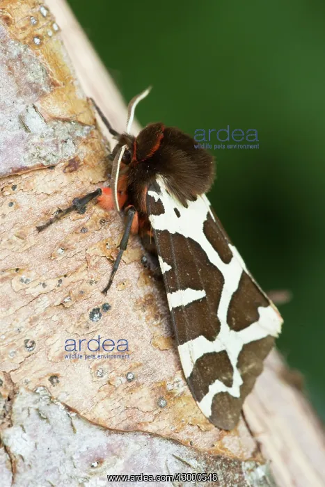 : Garden Tiger Moth. resting on tree trunk - side : Garden Tiger Moth. resting on tree trunk - side