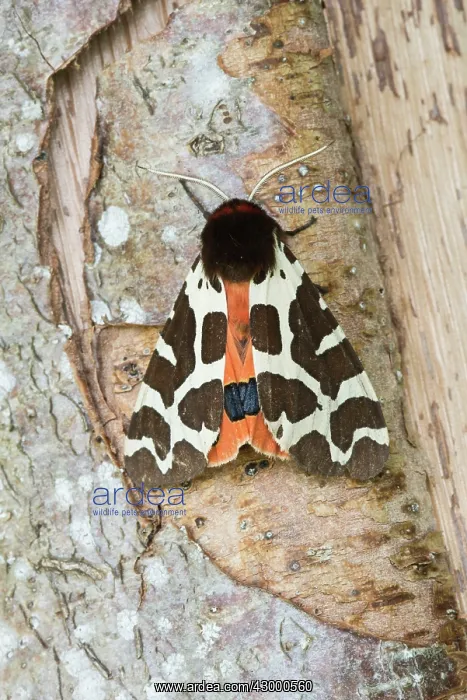 : Garden Tiger Moth. resting on tree trunk - North : Garden Tiger Moth. resting on tree trunk - North
