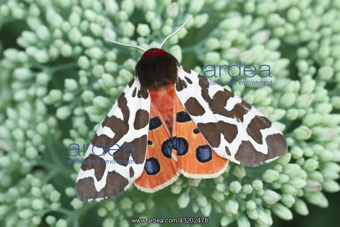  : Garden Tiger Moth on Sedum - Norfolk UK