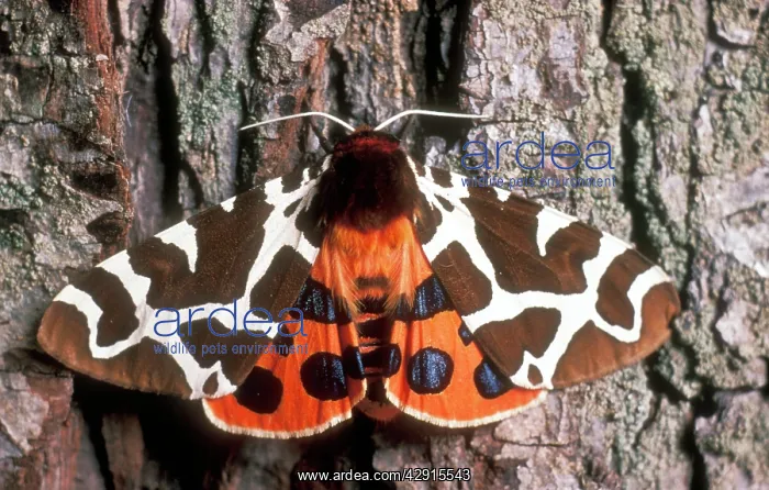 : Garden Tiger MOTH - showing markings on wings : Garden Tiger MOTH - showing markings on wings