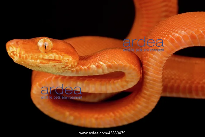 : Garden Tree Boa (Corallus hortulana), on black background : Garden Tree Boa (Corallus hortulana), on black background