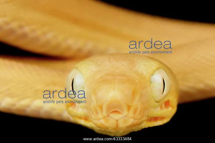 : Garden Tree Boa (Corallus hortulana), on black background : Garden Tree Boa (Corallus hortulana), on black background