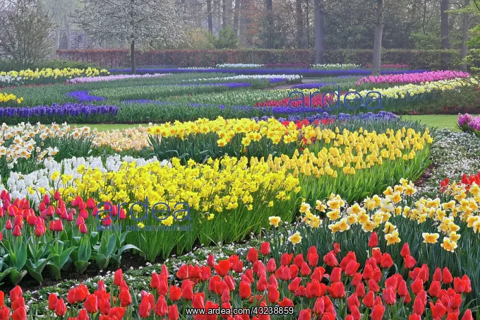 : Garden of tulips, daffodils, and Grape Hyacinth : Garden of tulips, daffodils, and Grape Hyacinth