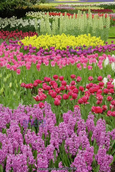 : Garden of tulips, daffodils, and hyacinth : Garden of tulips, daffodils, and hyacinth
