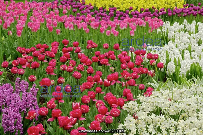 : Garden of tulips, daffodils, and hyacinth : Garden of tulips, daffodils, and hyacinth