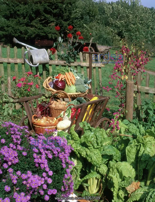 : Garden vegetable still-life : Garden vegetable still-life