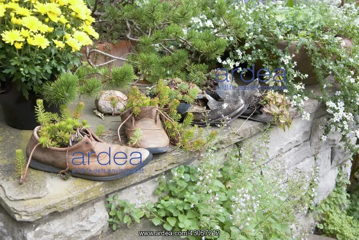 : Garden wall : Garden wall