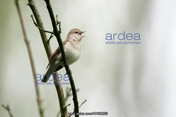 : Garden Warbler : Garden Warbler