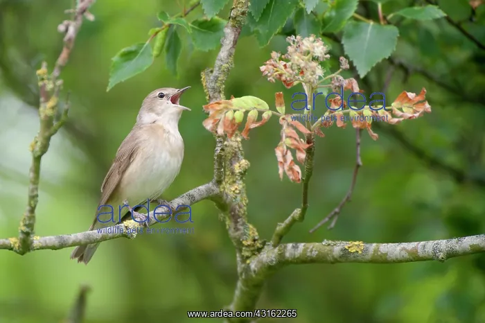 : Garden Warbler : Garden Warbler