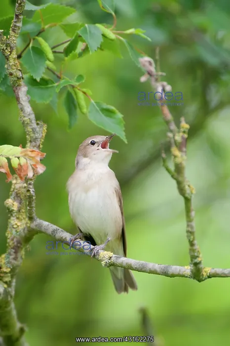 : Garden Warbler : Garden Warbler